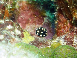 IMG 4214 Smooth Trunkfish Juvenile